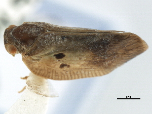  (Melormenis basalis - CNC#HEM406036)  @11 [ ] CreativeCommons - Attribution (2012) CNC/CBG Photography Group Centre for Biodiversity Genomics