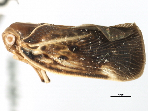  (Melormenis fusca - CNC#HEM406037)  @11 [ ] CreativeCommons - Attribution (2012) CNC/CBG Photography Group Centre for Biodiversity Genomics
