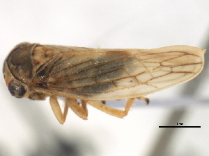  (Idiocerus ramentosus - CNC#HEM405756)  @13 [ ] CreativeCommons - Attribution (2012) CNC/CBG Photography Group Centre for Biodiversity Genomics