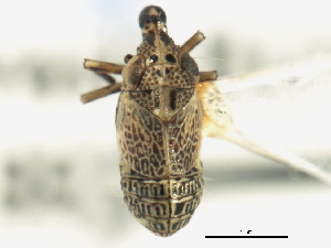  (Fitchiella robertsoni - CNC#HEM405789)  @12 [ ] CreativeCommons - Attribution (2012) CNC/CBG Photography Group Centre for Biodiversity Genomics