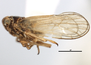  (Javesella arcanistyla - CNC#HEM405866)  @11 [ ] CreativeCommons - Attribution (2012) CNC/CBG Photography Group Centre for Biodiversity Genomics