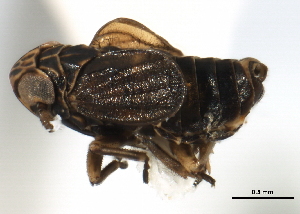  (Javesella atrata - CNC#HEM405869)  @13 [ ] CreativeCommons - Attribution (2012) CNC/CBG Photography Group Centre for Biodiversity Genomics