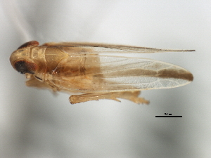  (Kelisia pectinata - CNC#HEM405884)  @11 [ ] CreativeCommons - Attribution (2012) CNC/CBG Photography Group Centre for Biodiversity Genomics