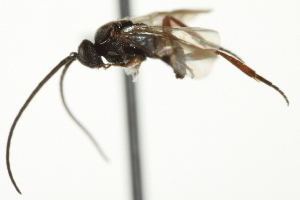  ( - 07PROBE-24644)  @12 [ ] CreativeCommons - Attribution (2010) CBG Photography Group Centre for Biodiversity Genomics