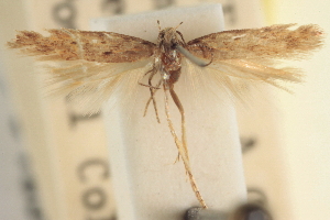  (Scrobipalpulopsis lycii - CNCLEP00100810)  @11 [ ] CreativeCommons - Attribution (2013) BIO Photography Group/CNC Centre for Biodiversity Genomics