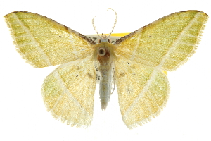  (Dichorda consequaria - CNCLEP00105652)  @15 [ ] CreativeCommons - Attribution (2013) CBG Photography Group Centre for Biodiversity Genomics