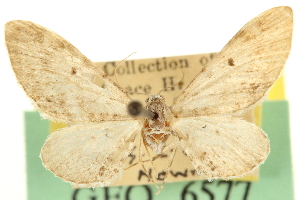  (Eupithecia litoris - CNCLEP00106130)  @11 [ ] CreativeCommons - Attribution (2013) CBG Photography Group Centre for Biodiversity Genomics