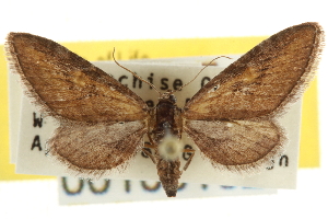  (Eupithecia miamata - CNCLEP00106192)  @15 [ ] CreativeCommons - Attribution (2013) CBG Photography Group Centre for Biodiversity Genomics