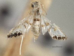  (Petrophila drumalis - CNCLEP00106331)  @11 [ ] CreativeCommons - Attribution (2013) CBG Photography Group Centre for Biodiversity Genomics