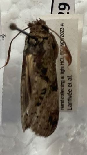  (Poresta lophocera - BCI184617)  @11 [ ] OGL-C; Open Government Licence - Canada (2022) Canadian National Collection of Insects, Arachnids and Nematodes Canadian National Collection of Insects, Arachnids and Nematodes