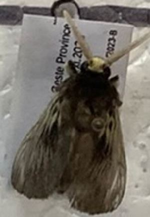  ( - BCI187488)  @11 [ ] OGL-C; Open Government Licence - Canada (2022) Canadian National Collection of Insects, Arachnids and Nematodes Canadian National Collection of Insects, Arachnids and Nematodes