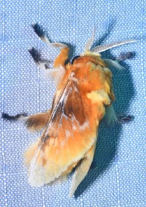  ( - BCI187489)  @11 [ ] OGL-C; Open Government Licence - Canada (2022) Canadian National Collection of Insects, Arachnids and Nematodes Canadian National Collection of Insects, Arachnids and Nematodes