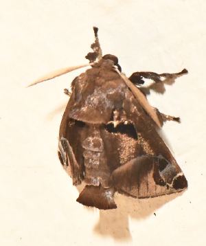  ( - BCI188830)  @11 [ ] OGL-C; Open Government Licence - Canada (2022) Canadian National Collection of Insects, Arachnids and Nematodes Canadian National Collection of Insects, Arachnids and Nematodes