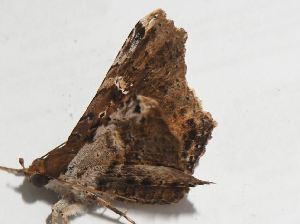  ( - BCI188963)  @11 [ ] OGL-C; Open Government Licence - Canada (2022) Canadian National Collection of Insects, Arachnids and Nematodes Canadian National Collection of Insects, Arachnids and Nematodes