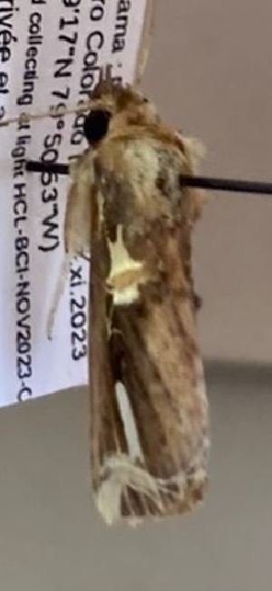  ( - BCI189080)  @11 [ ] OGL-C; Open Government Licence - Canada (2022) Canadian National Collection of Insects, Arachnids and Nematodes Canadian National Collection of Insects, Arachnids and Nematodes