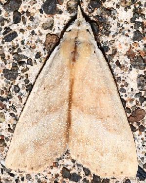  ( - BCI189593)  @11 [ ] OGL-C; Open Government Licence - Canada (2022) Canadian National Collection of Insects, Arachnids and Nematodes Canadian National Collection of Insects, Arachnids and Nematodes