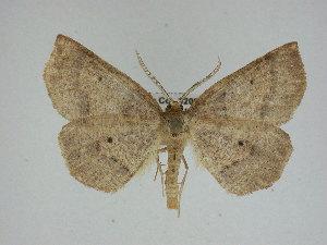  ( - 14-NCCC-715)  @13 [ ] CreativeCommons - Attribution Share-Alike (2010) Canadian National Collection of Insects, Arachnids and Nematodes Canadian National Collection of Insects, Arachnids and Nematodes