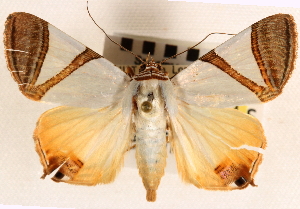  (Eulepidotis persimilis - CNCLEP00117841)  @14 [ ] CreativeCommons - Attribution (2014) CBG Photography Group Centre for Biodiversity Genomics