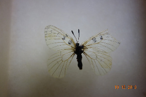  ( - CNCLEP00119959)  @12 [ ] CreativeCommons  Attribution Share-Alike (by-sa) (2010) Canadian National Collection of Insects, Arachnids and Nematodes Canadian National Collection of Insects, Arachnids and Nematodes