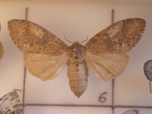  ( - CNCLEP00273544)  @13 [ ] Attribution-NonCommercial-ShareAlike (2021) Canadian National Collection of Insects, Arachnids and Nematodes Canadian National Collection of Insects, Arachnids and Nematodes