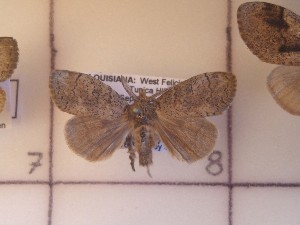  ( - CNCLEP00273546)  @13 [ ] Attribution-NonCommercial-ShareAlike (2021) Canadian National Collection of Insects, Arachnids and Nematodes Canadian National Collection of Insects, Arachnids and Nematodes