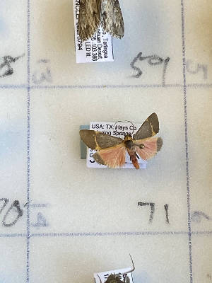  ( - CNCLEP00298854)  @11 [ ] OGL-C; Open Government Licence - Canada (2022) Canadian National Collection of Insects, Arachnids and Nematodes Canadian National Collection of Insects, Arachnids and Nematodes