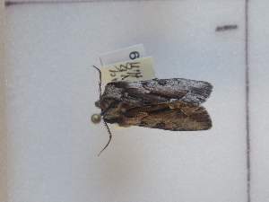  ( - CNCLEP00298939)  @11 [ ] Attribution-NonCommercial-ShareAlike (2021) Canadian National Collection of Insects, Arachnids and Nematodes Canadian National Collection of Insects, Arachnids and Nematodes