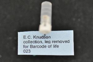  ( - ECK 023)  @11 [ ] CreativeCommons - Attribution Share-Alike (2010) Canadian National Collection of Insects, Arachnids and Nematodes Canadian National Collection of Insects, Arachnids and Nematodes