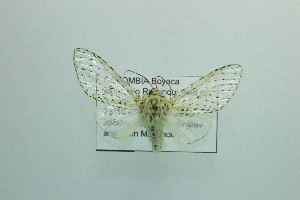  ( - MGCL-NOC-65232)  @11 [ ] CreativeCommons  Attribution Share-Alike (by-sa) (2010) Canadian National Collection of Insects, Arachnids and Nematodes Canadian National Collection of Insects, Arachnids and Nematodes