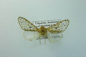  ( - MGCL-NOC-65272)  @11 [ ] CreativeCommons  Attribution Share-Alike (by-sa) (2010) Canadian National Collection of Insects, Arachnids and Nematodes Canadian National Collection of Insects, Arachnids and Nematodes