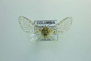  ( - MGCL-NOC-65362)  @11 [ ] CreativeCommons  Attribution Share-Alike (by-sa) (2010) Canadian National Collection of Insects, Arachnids and Nematodes Canadian National Collection of Insects, Arachnids and Nematodes
