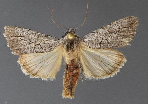  ( - DLWC011151)  @11 [ ] CreativeCommons  Attribution (by) (2019) David Wikle Canadian National Collection of Insects and Nematodes