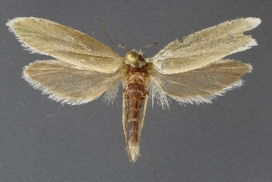  (Tegeticula sp - DLWC011185)  @11 [ ] CreativeCommons  Attribution (by) (2019) David Wikle Canadian National Collection of Insects and Nematodes