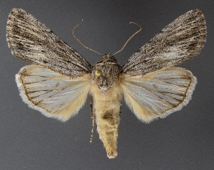  ( - DLWC011303)  @11 [ ] CreativeCommons  Attribution (by) (2019) David Wikle Canadian National Collection of Insects and Nematodes