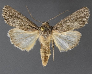  ( - DLWC011322)  @13 [ ] CreativeCommons  Attribution (by) (2019) David Wikle Canadian National Collection of Insects and Nematodes