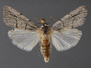  ( - DLWC011448)  @11 [ ] CreativeCommons  Attribution (by) (2019) David Wikle Canadian National Collection of Insects and Nematodes