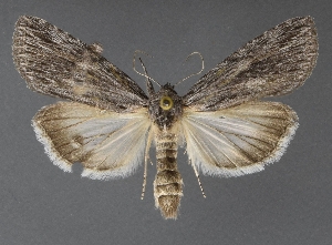  (Catabena sp - DLWC011520)  @13 [ ] CreativeCommons  Attribution (by) (2019) David Wikle Canadian National Collection of Insects and Nematodes