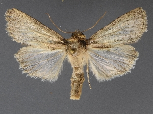  ( - DLWC011568)  @11 [ ] CreativeCommons  Attribution (by) (2019) David Wikle Canadian National Collection of Insects and Nematodes