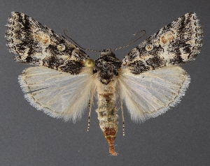  (Sympistis definita - DLWC011719)  @15 [ ] CreativeCommons  Attribution (by) (2019) David Wikle Canadian National Collection of Insects and Nematodes