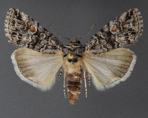  ( - DLWC011749)  @11 [ ] CreativeCommons  Attribution (by) (2019) David Wikle Canadian National Collection of Insects and Nematodes
