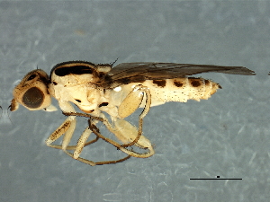  (Meromyza sp. 1 - Cau00315)  @14 [ ] CreativeCommons - Attribution (2009) CBG Photography Group Centre for Biodiversity Genomics