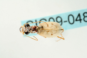 (Ellipsoptera lepida - CIC09-048)  @14 [ ] Unspecified (default): All Rights Reserved  Unspecified Unspecified