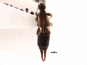  ( - BIOUG10948-A07)  @11 [ ] CreativeCommons - Attribution (2014) CBG Photography Group Centre for Biodiversity Genomics