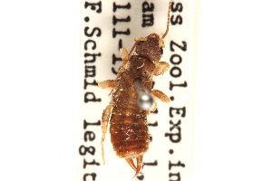  ( - BIOUG10948-B06)  @11 [ ] CreativeCommons - Attribution (2014) CBG Photography Group Centre for Biodiversity Genomics