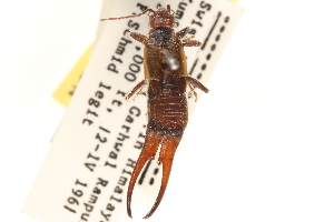  (Forficula beelzebub - BIOUG10948-D12)  @11 [ ] CreativeCommons - Attribution (2014) CBG Photography Group Centre for Biodiversity Genomics