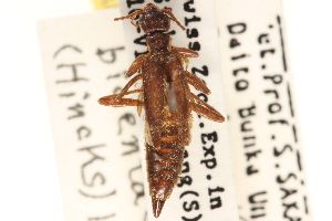  (Haplodiplatys bidentatus - BIOUG10948-F06)  @11 [ ] CreativeCommons - Attribution (2014) CBG Photography Group Centre for Biodiversity Genomics