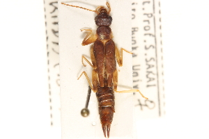  (Haplodiplatys rufescens - BIOUG10948-F08)  @11 [ ] CreativeCommons - Attribution (2014) CBG Photography Group Centre for Biodiversity Genomics