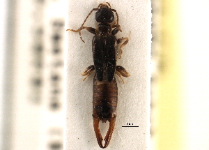 ( - BIOUG10948-G07)  @11 [ ] CreativeCommons - Attribution (2014) CBG Photography Group Centre for Biodiversity Genomics