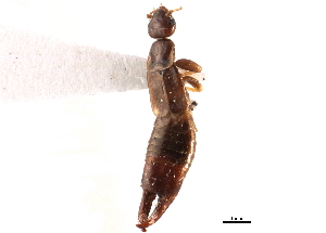  ( - BIOUG10948-H10)  @11 [ ] CreativeCommons - Attribution (2014) CBG Photography Group Centre for Biodiversity Genomics