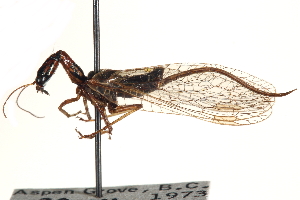  ( - BIOUG10949-B10)  @11 [ ] CreativeCommons - Attribution (2014) CBG Photography Group Centre for Biodiversity Genomics